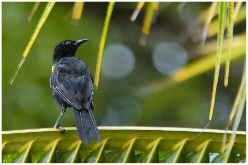 Oriole à épaulettesadulte