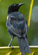 Oriole à épaulettes