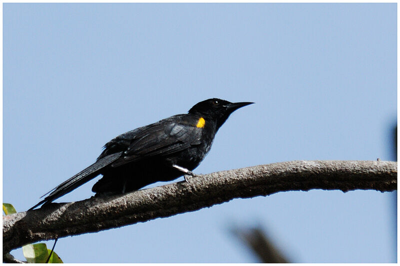 Oriole à épaulettesadulte