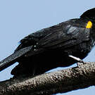 Oriole à épaulettes