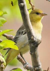 Oriole de Bullock