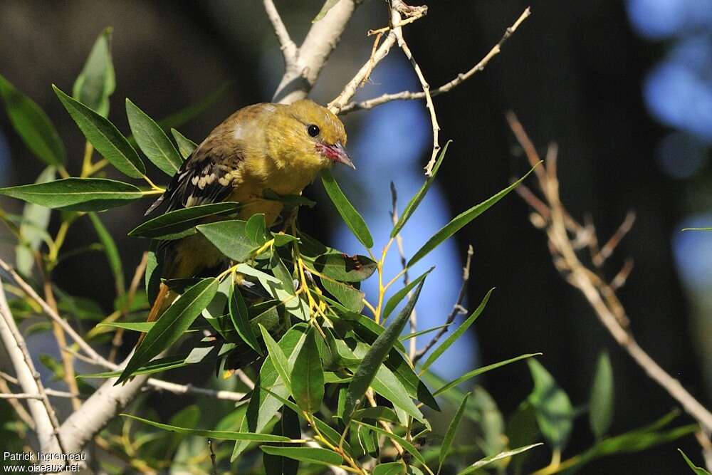 Oriole du Nordjuvénile, identification