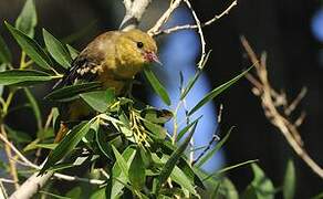 Baltimore Oriole