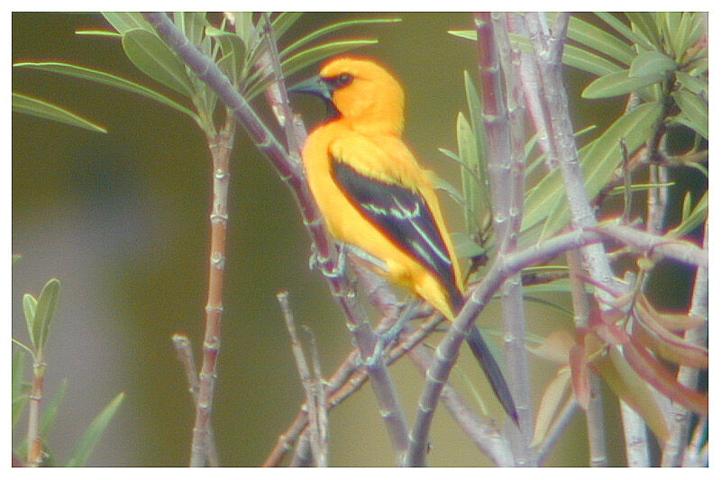 Oriole jauneadulte