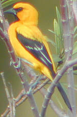 Oriole jaune