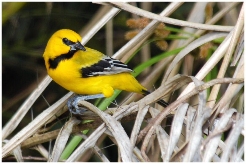 Oriole jauneadulte