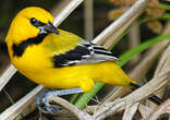 Oriole jaune