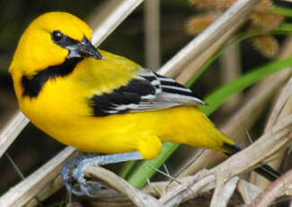 Oriole jaune