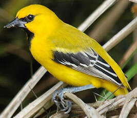 Oriole jaune