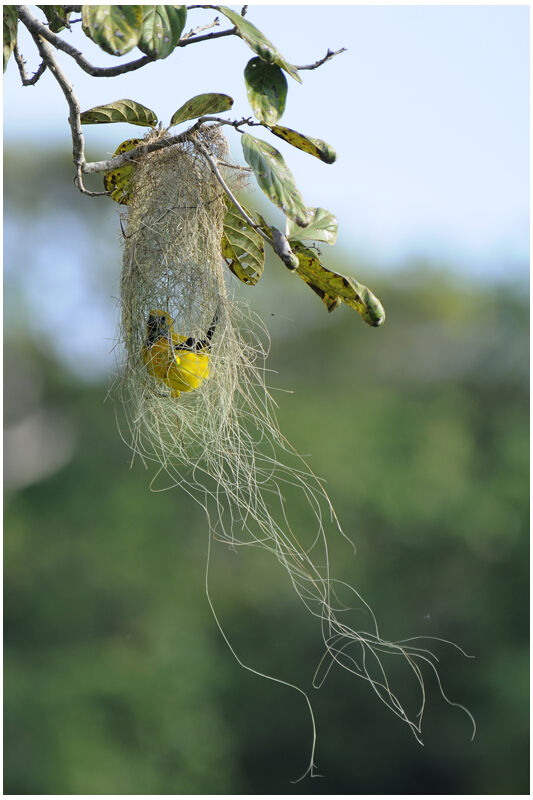 Oriole jauneadulte nuptial