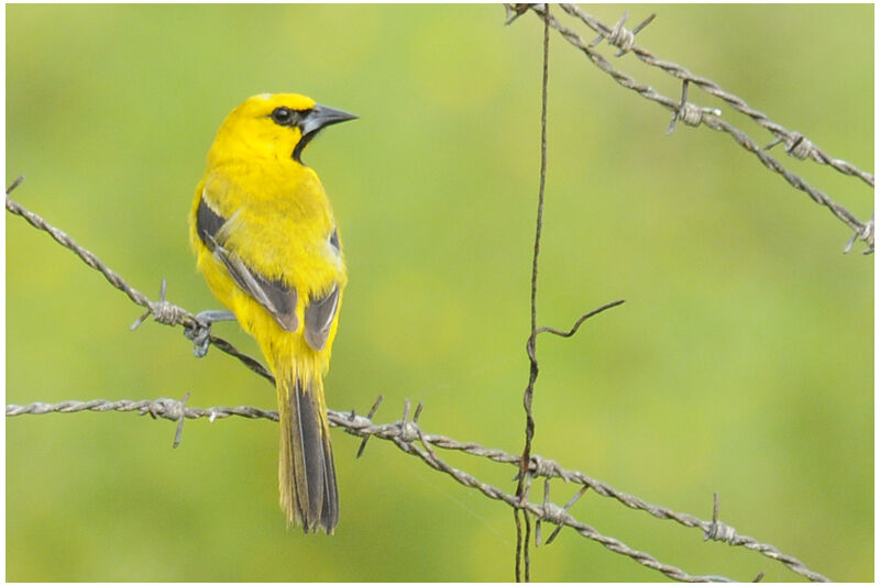 Oriole jauneadulte