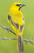 Oriole jaune