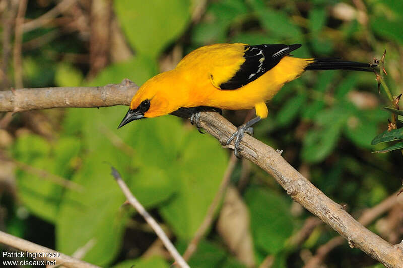 Oriole jauneadulte, Comportement