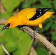 Oriole jaune