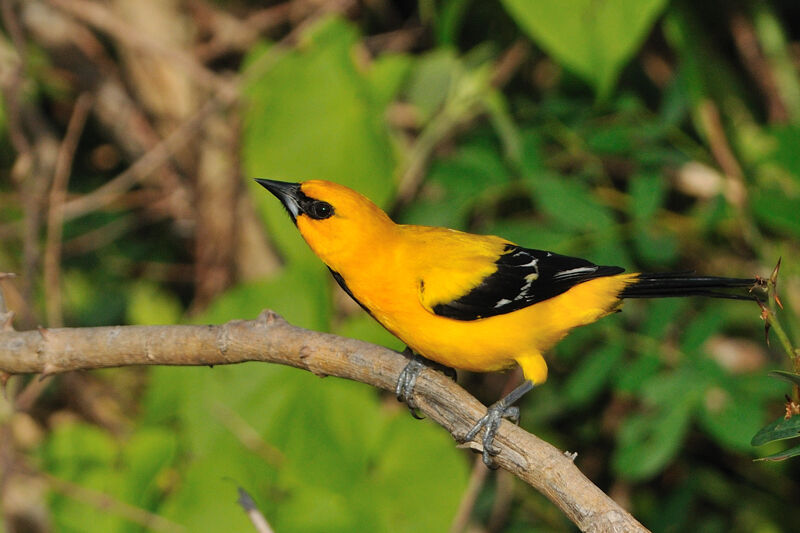 Oriole jauneadulte