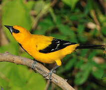 Oriole jaune