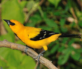 Oriole jaune