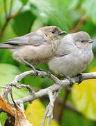 American Bushtit