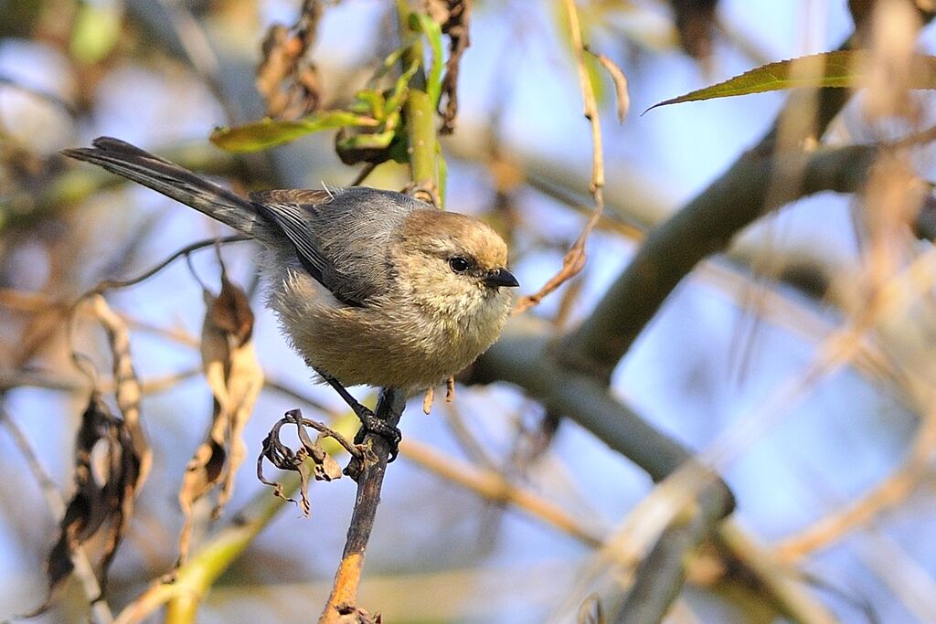 American Bushtitadult