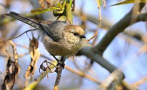 American Bushtit