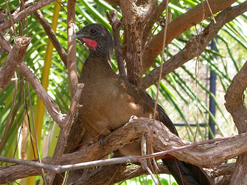 Rufous-vented Chachalaca