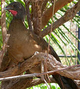 Rufous-vented Chachalaca