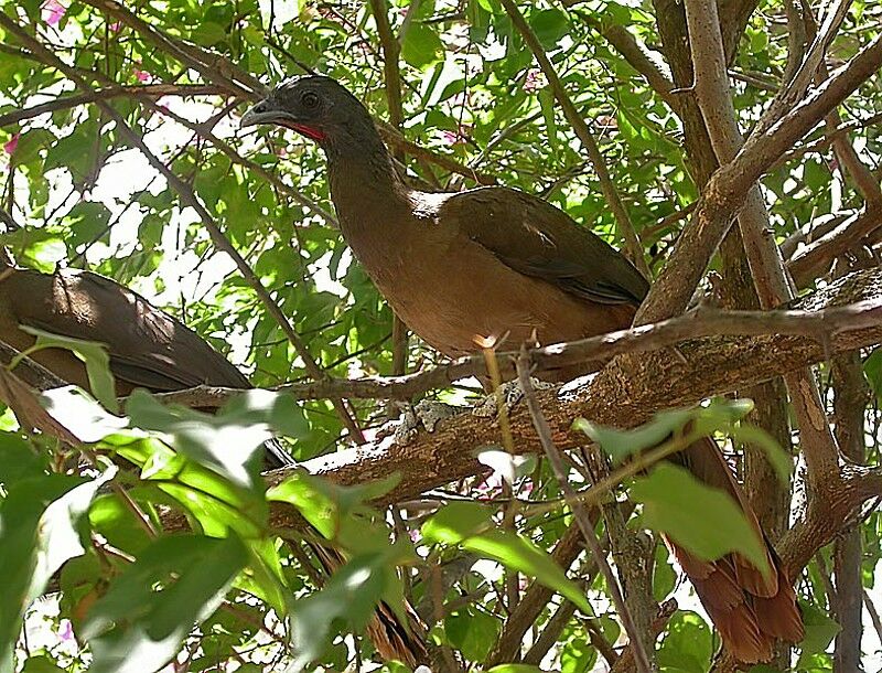 Rufous-vented Chachalaca