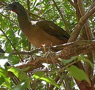 Rufous-vented Chachalaca