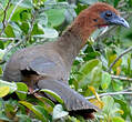 Ortalide motmot