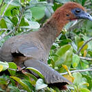 Ortalide motmot