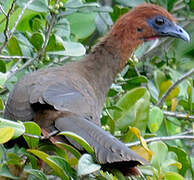 Little Chachalaca