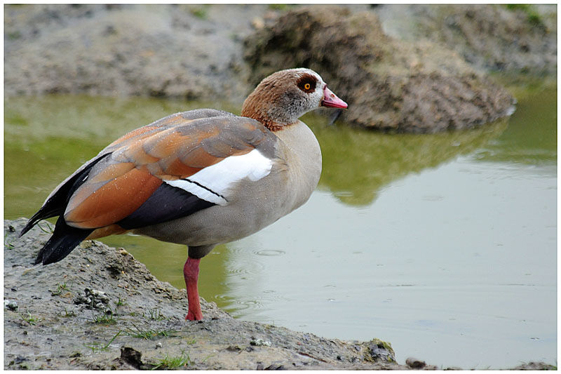 Egyptian Gooseadult