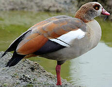 Egyptian Goose