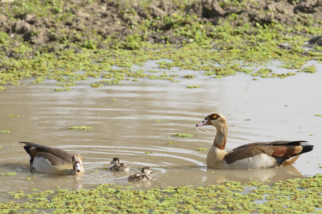 Egyptian Goose