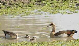 Egyptian Goose