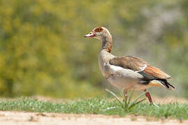 Egyptian Goose