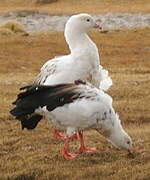 Andean Goose