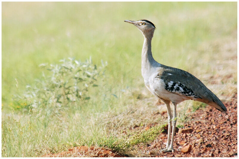 Outarde d'Australieadulte