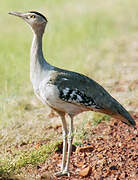 Australian Bustard