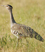 Australian Bustard