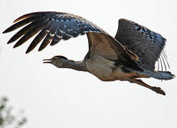 Australian Bustard