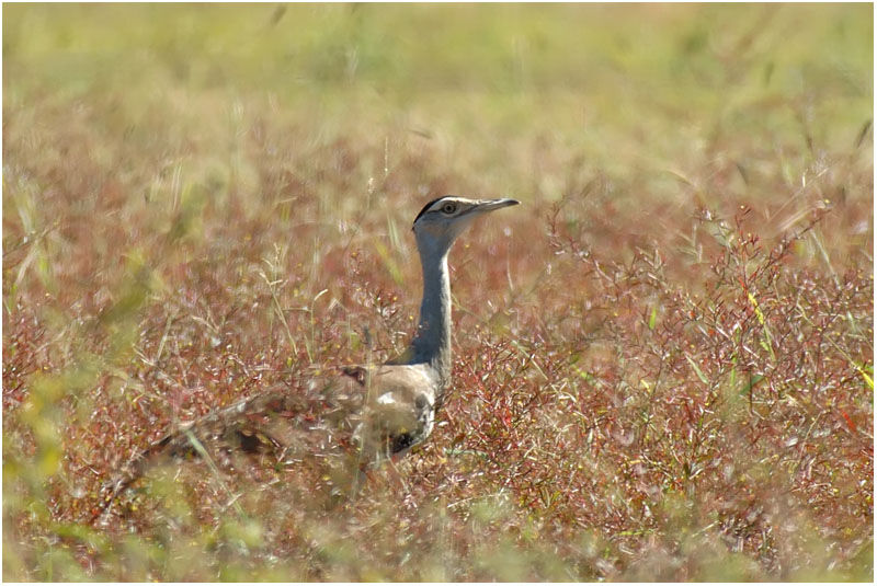 Australian Bustard