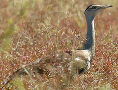 Australian Bustard