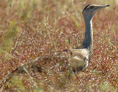 Australian Bustard