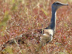 Australian Bustard