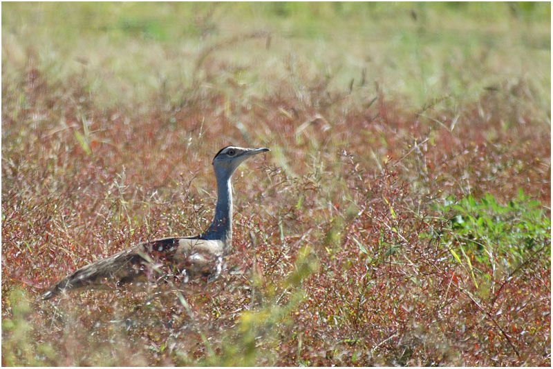 Australian Bustard