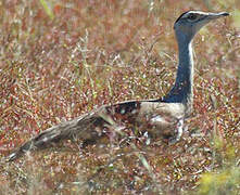 Australian Bustard