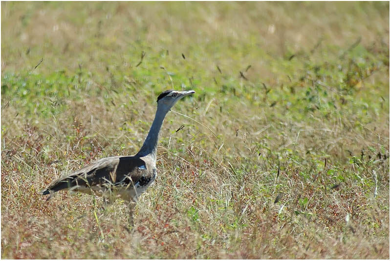 Australian Bustard