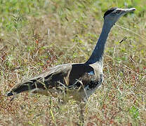 Australian Bustard