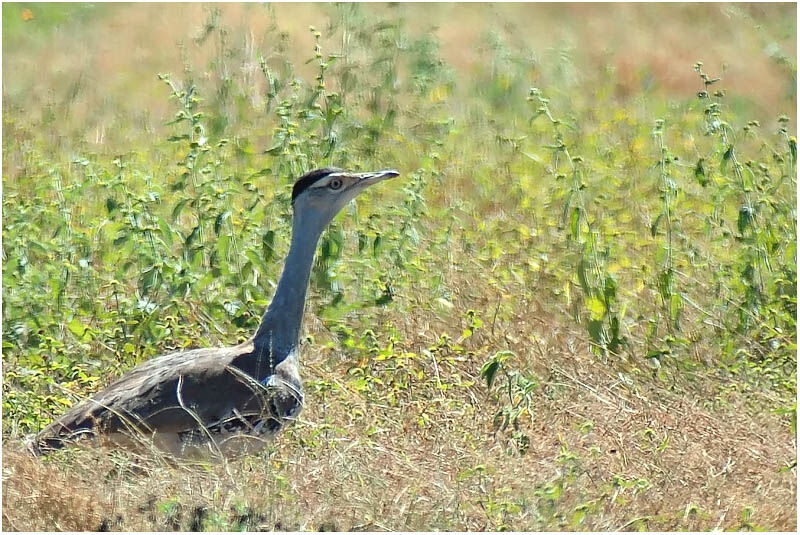 Australian Bustard